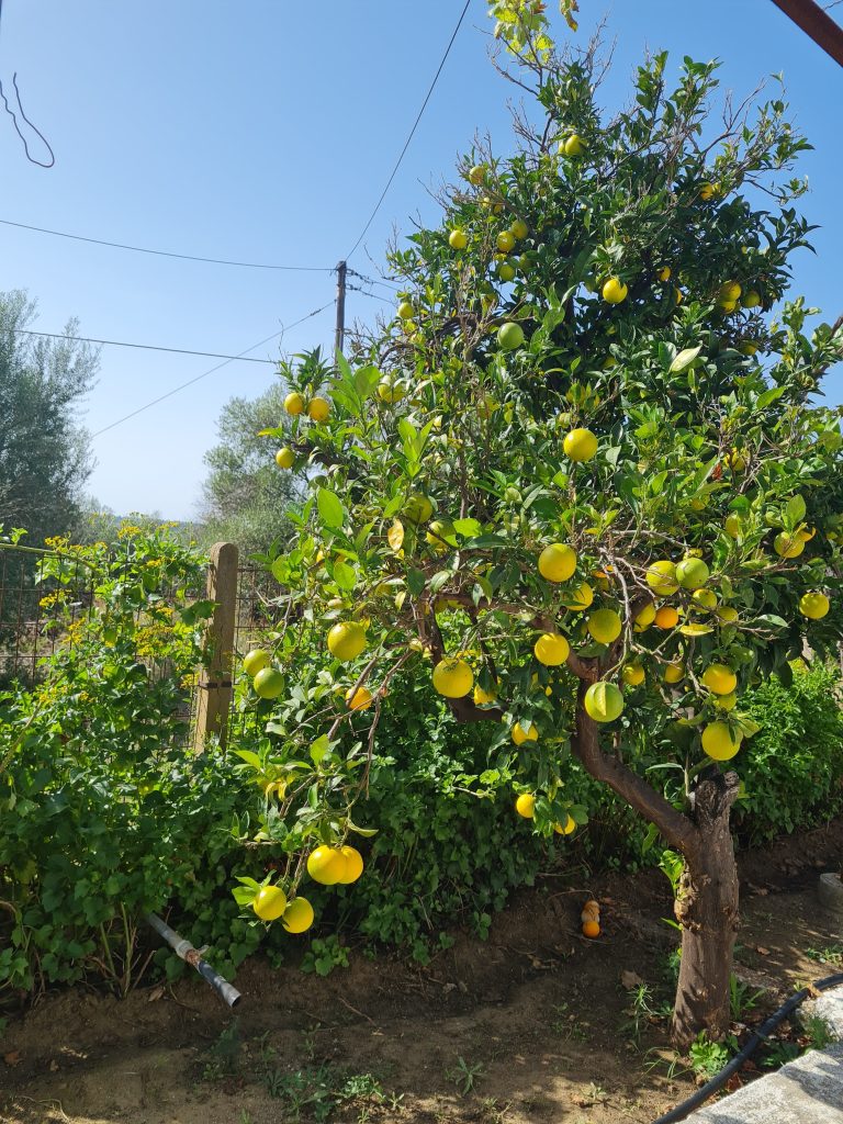 Orangenbaum im Garten