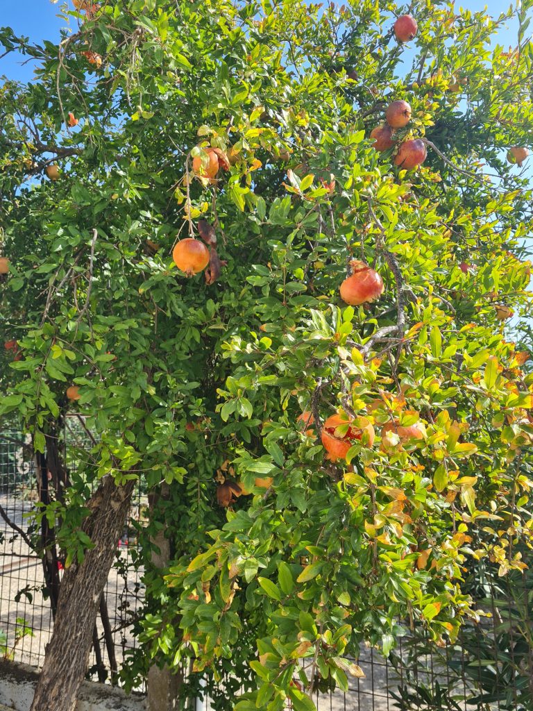 Granatäpfel